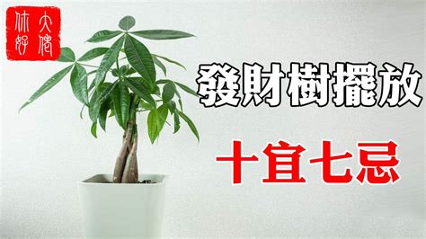 發財樹開花 風水|【風水學】10大金錢樹禁忌+招財又擋煞的5個擺放位置